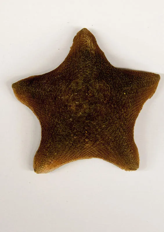 Starfish, Cushion star