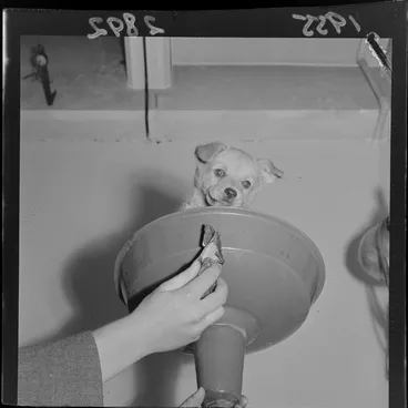 Image: Taffy, the puppy featuring on the 'Kid's page' [of the Evening Post]