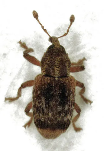 Totara leafminer weevil