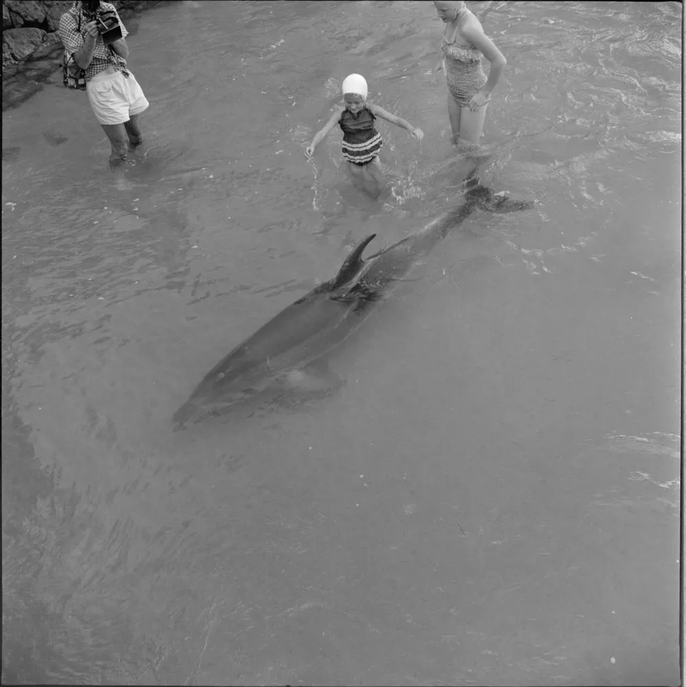 Opo the dolphin, Opononi