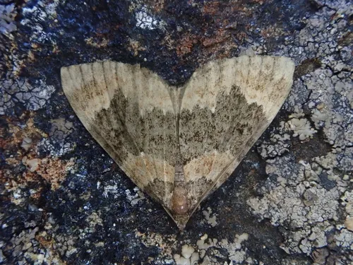 Hydriomena hemizona