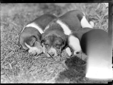 Image: Puppies [Saint Bernard?]