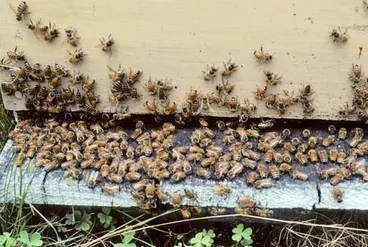 Image: Beehive entrance