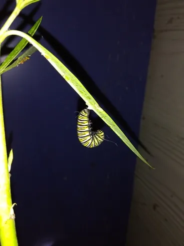 Image: Monarch