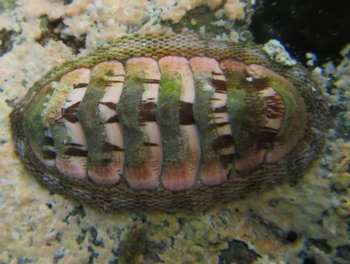 Sypharochiton sinclairi