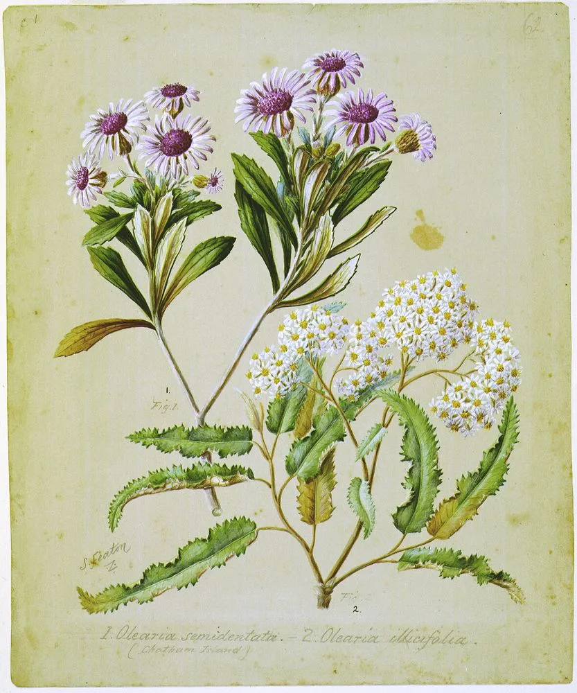 Olearia semidentata; O. ilicifolia