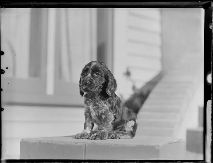 Unidentified spaniel