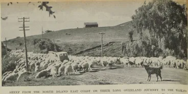 Sheep from the North Island East Coast on their long overland journey to the Waikato Image: Sheep from the North Island East Coast on their long overland journey to the Waikato