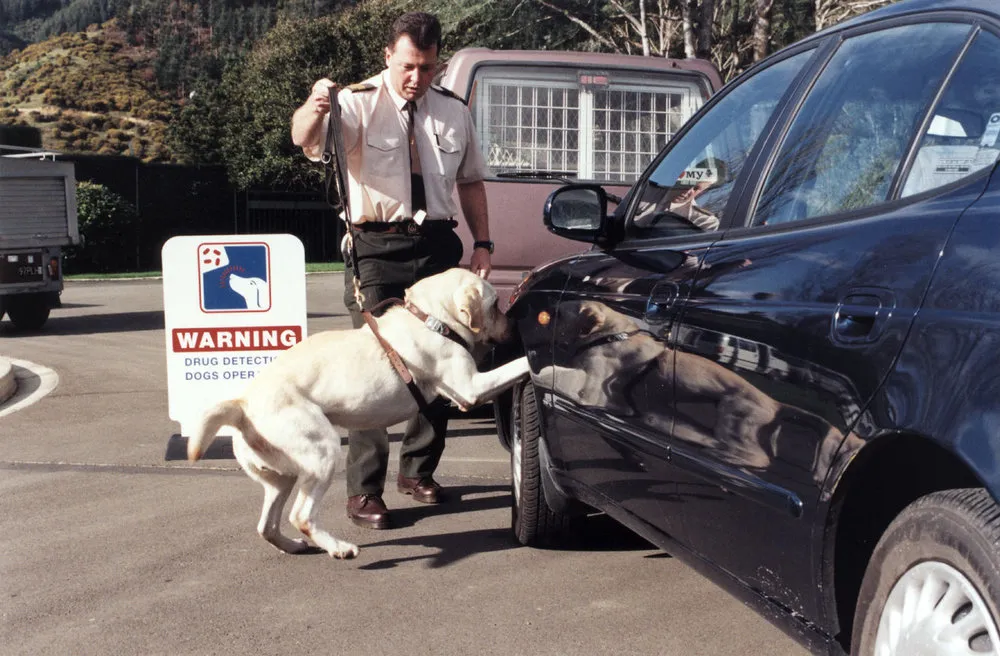 Police dog training centre, Trentham; Department of Corrections drug-detection team; Maurice O'Connor, Angus.