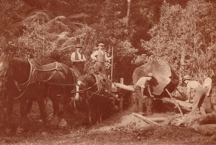 White Pine Milling, Levin district, c.1904