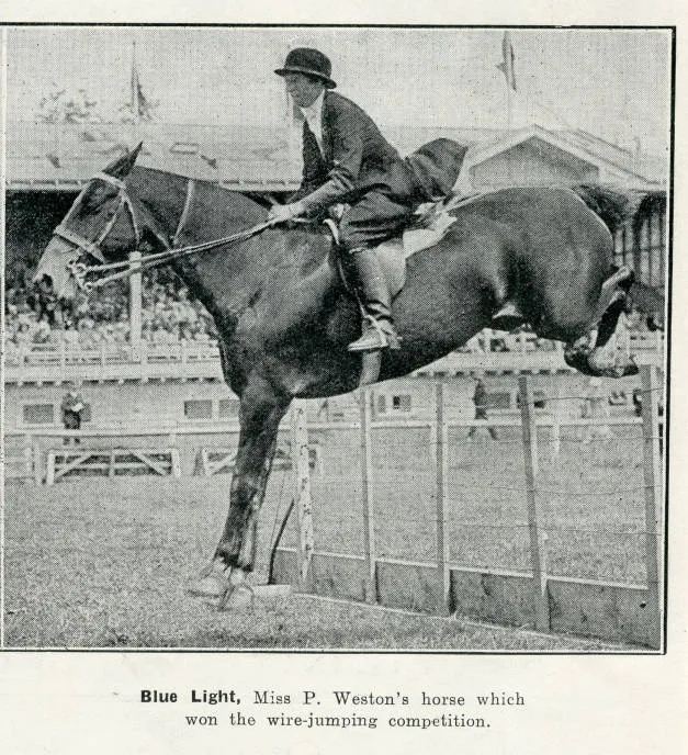 Blue Light, Miss P. Weston's horse which won the wire-jumping competition