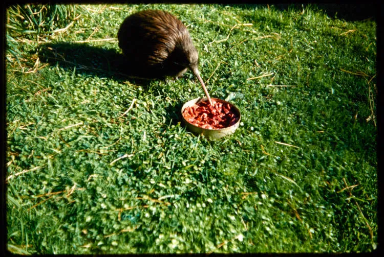 Kiwi, 1961