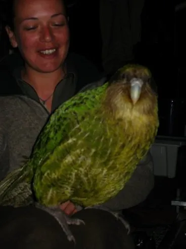 Image: Kākāpō