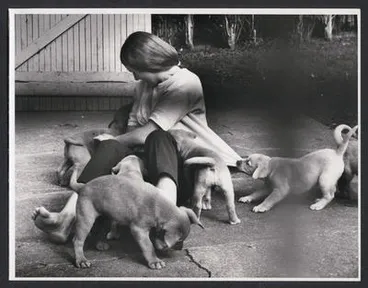 Image: Arthur Hughes' labrador puppies