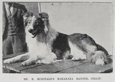 Image: Some of the leading prize winners at the Auckland Kennel Club's Annual Show, August 2nd and 3rd, 1901