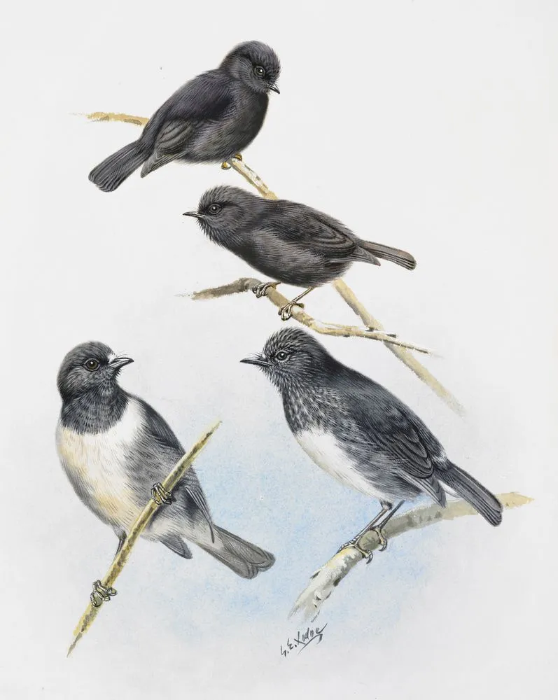 Black Tit(above left) / Black Robin (above right) / South Island Robin ( Toutouwai) (below left) / North Island Robin(below right)