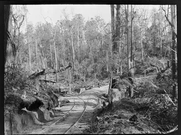 Image: An unidentified man standing on one of two logging railway tracks within an unknown forest, Kakahi District, Manawatu-Whanganui Region