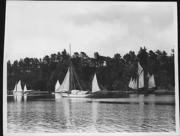 Image: Yachts ''Ilex", "Thistle", "Viking" and ketch "Clematis" drying sails,  in Mansion House Bay.