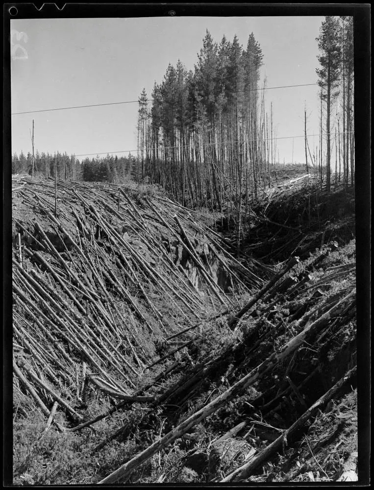 Kaingaroa Forest, 1952