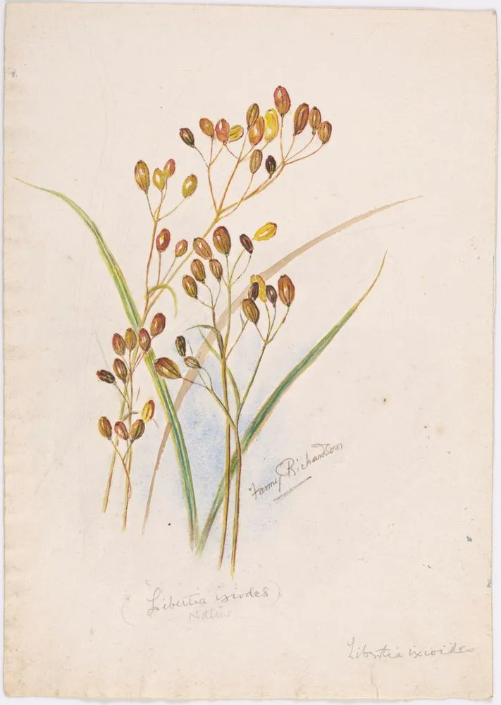Libertia ixioides (native)