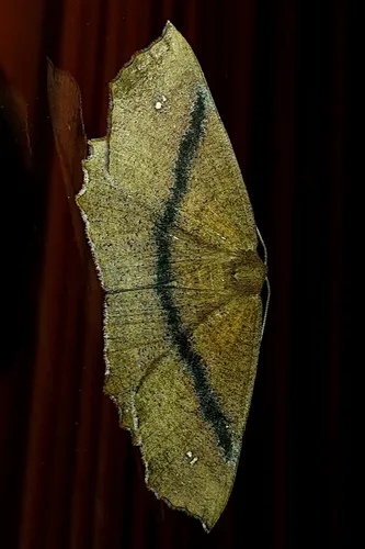 Xyridacma ustaria