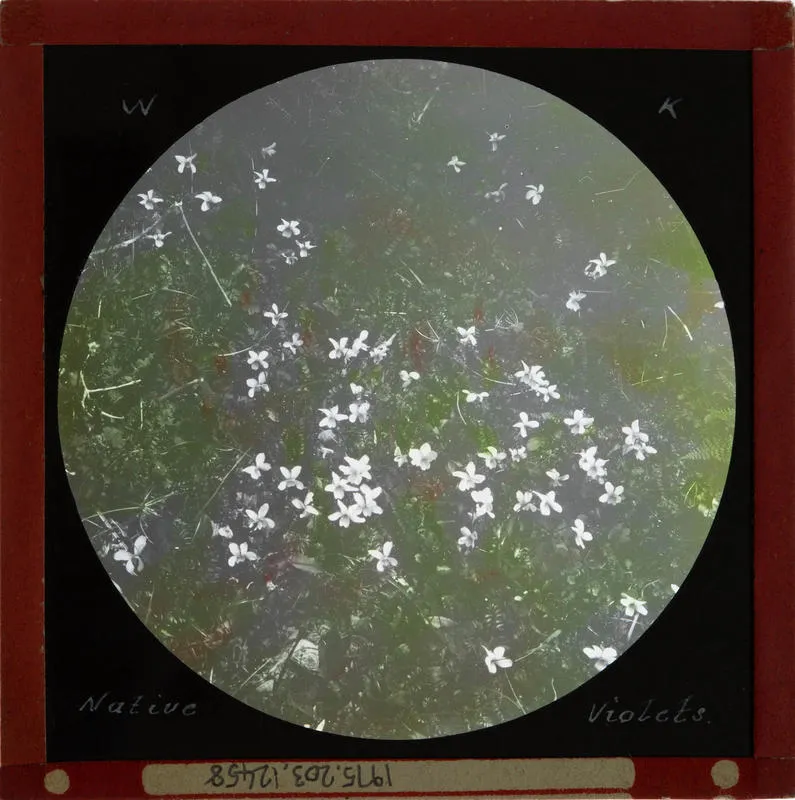 Lantern Slide: Native violets