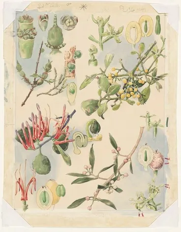 Image: Untitled [Plate of New Zealand mistletoe species]