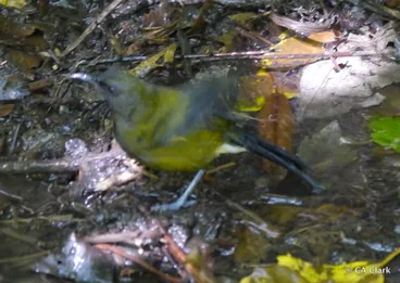 Image: Mainland New Zealand Bellbird