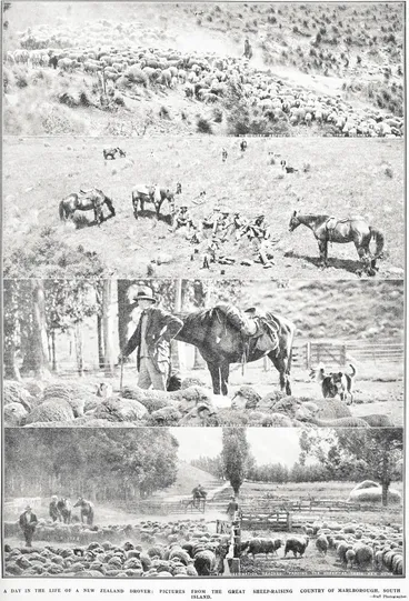 Image: A Day in the Life of a New Zealand Drover: Pictures from the Great Sheep-Raising Country of Marlborough, South Island