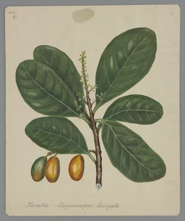 Image: Featon, Sarah Ann, 1848?-1927: Karaka - Corynocarpus laevigata. [ca 1890]