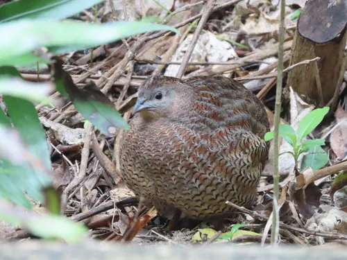 Brown Quail