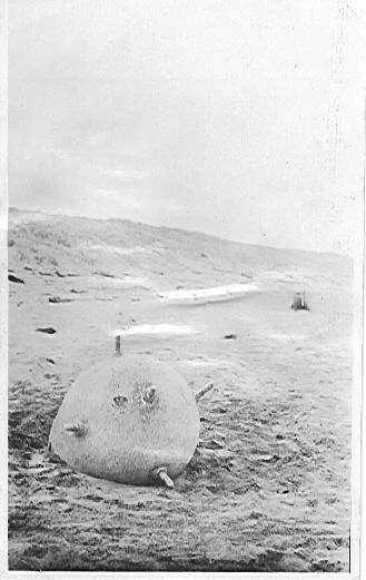 Mine at Hokio Beach 1918