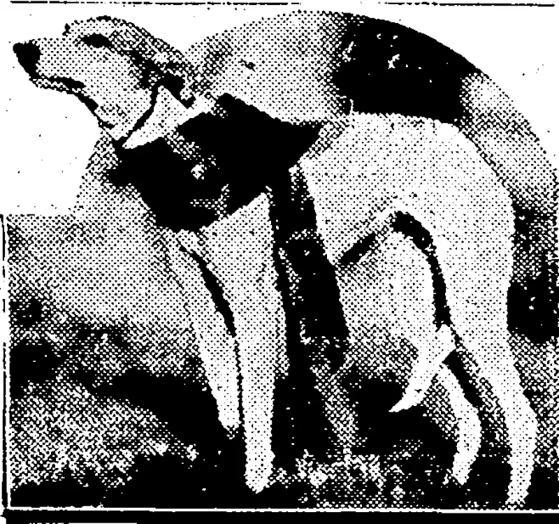 LADY -FAME,, winner /of', the Puppy "Race""''at;'-the recent' Port Nicholson. Whip pet .Club's Meet- (Evening Post, 09 May 1936)