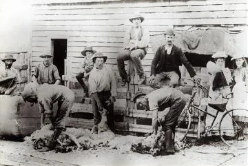 Shearing gang at work by a shed : Photograph