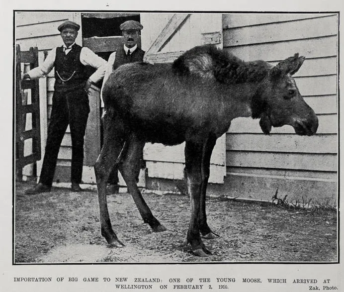 Importation Of Big Game To New Zealand