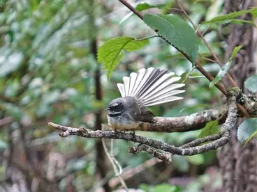 Image: North Island Fantail
