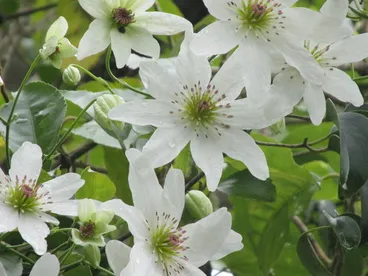 Image: Clematis paniculata