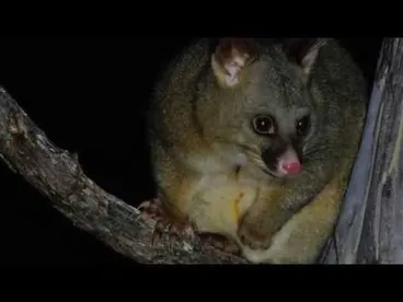 Image: Northland Forest Collapse