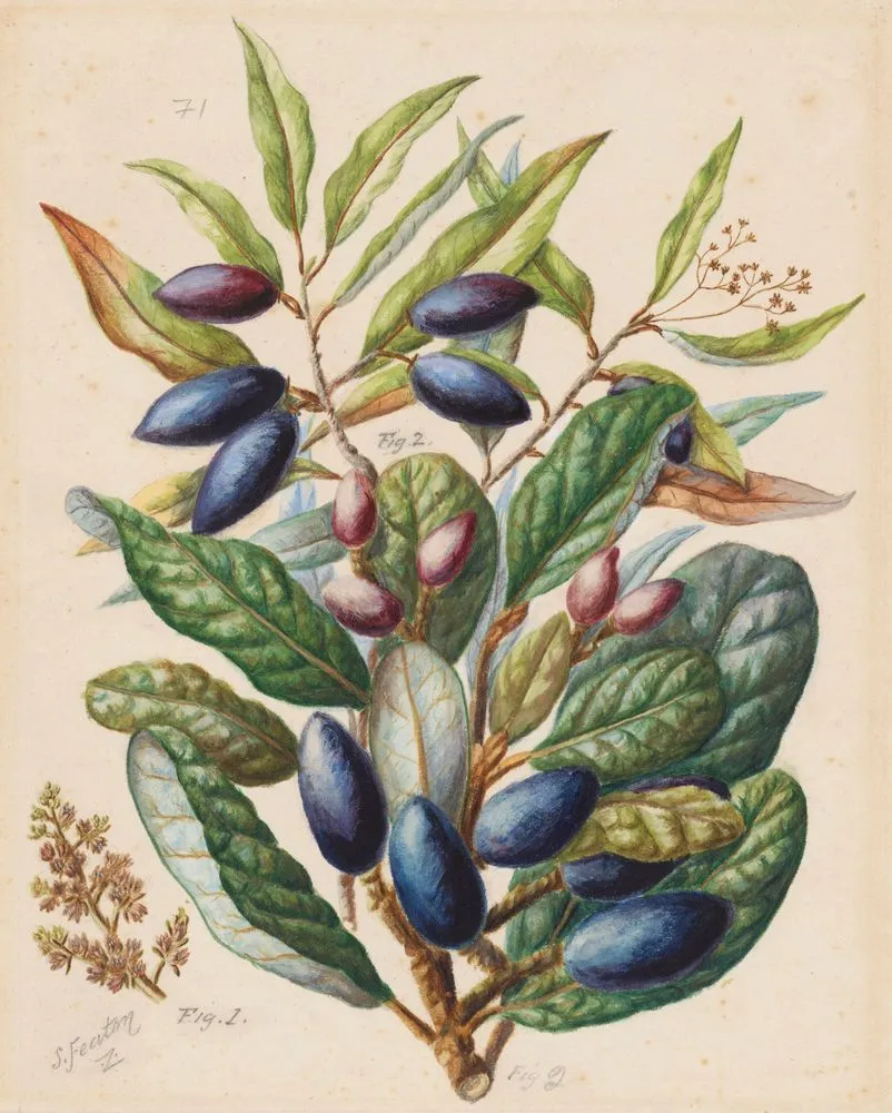 1. Taiaire: Beilschmiedia tarairi; 2. Tawa: Beilschmiedia tawa;