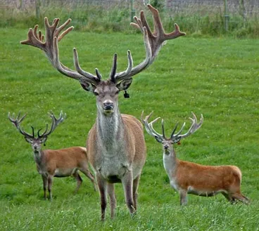 Image: Deer farming