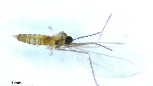Gall and Forest Midges