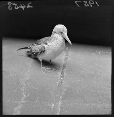 Image: Gannet [Wellington?]