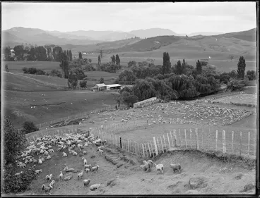 Image: Sheep farm, Northland