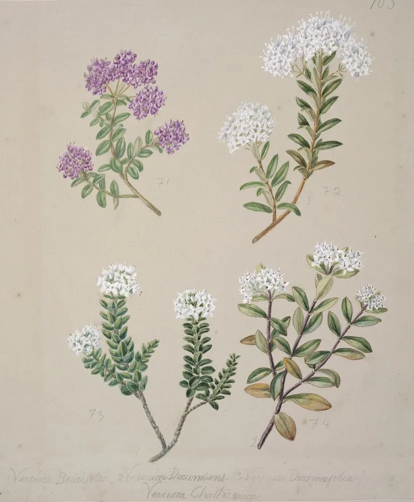 [Veronica (4 species)]