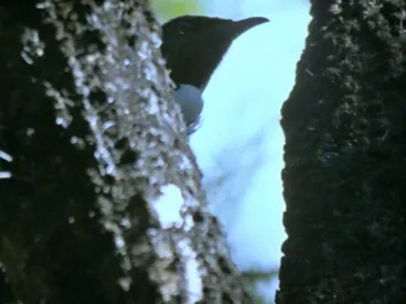 Image: Tūī collecting honeydew