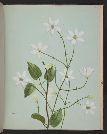 Image: Burton, Clelia, 1878-1952 :Clematis [ca 1900]