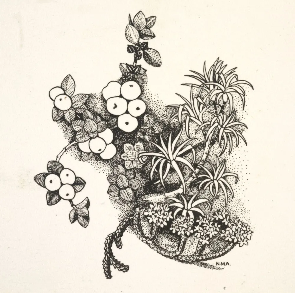 Trees & Mountain berries - Tongariro National Park Handbook - Myrsine nummularia, Dracophyllum recurvum and Hebe tetragona