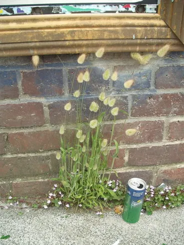 Image: Hare's Tail Grass