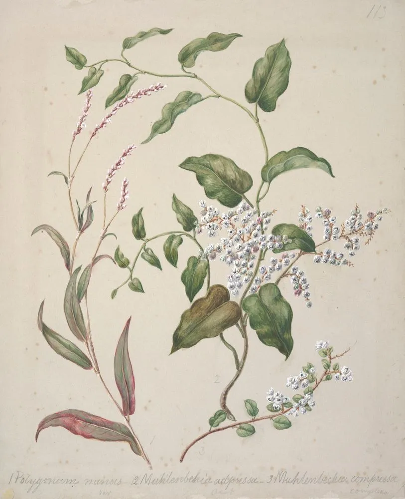 [Polygonum minus; Muhlenbehia adpressa; Muhlenbehia compressa.]