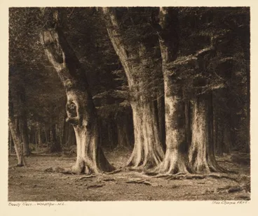 Image: Beech trees, Wakatipu, NZ